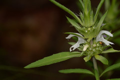 Monarda citriodora austromontana