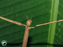 Cladoxerus cryphaleus