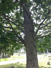 Quercus