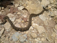 Crotalus polystictus
