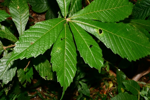 Quercus insignis - Fruit