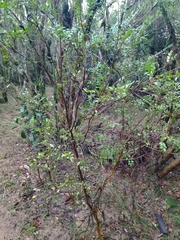 author not stated, no rights reserved Myrciaria tenella, photograph author not stated, no rights reserved