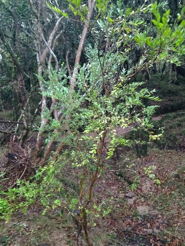 Myrciaria tenella, photograph 3