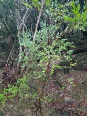 author not stated, no rights reserved Myrciaria tenella, photograph author not stated, no rights reserved