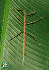 Cladoxerus cryphaleus