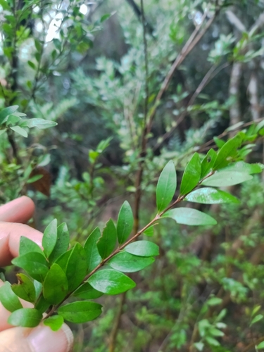 Myrciaria tenella, photograph 4