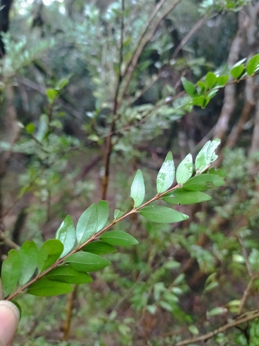 Myrciaria tenella, photograph 5