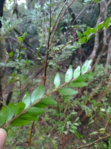 Myrciaria tenella, photograph 6