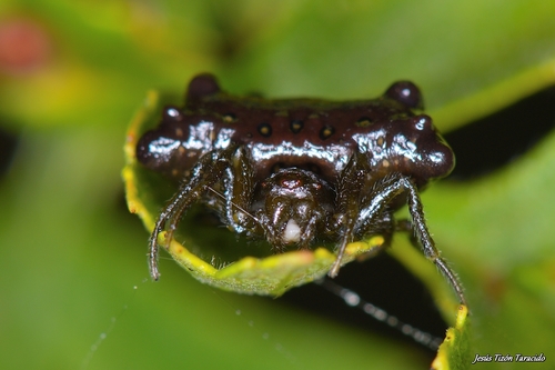 White-banded Bird-dropping Spider