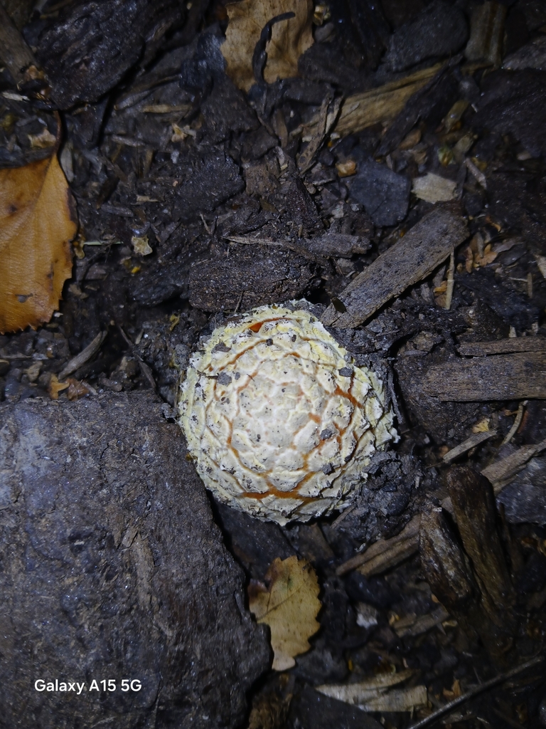 Amanita muscaria · April 2025 · photo: © bigfarma2017 (iNaturalist, cc-by)