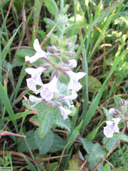 Stachys bolusii