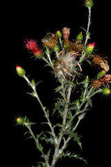 Cirsium arizonicum