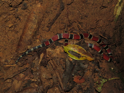 Painted Coralsnake