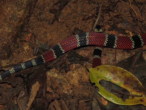 Painted Coralsnake