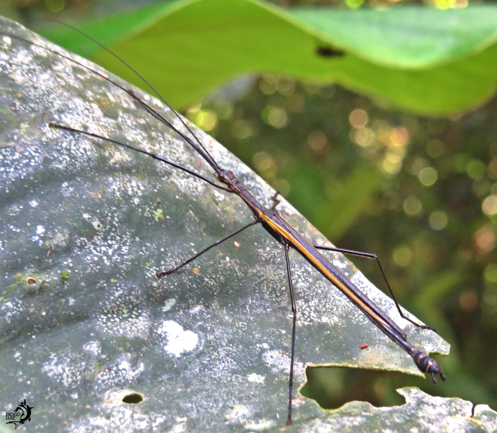Paraphasma laterale