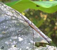 Paraphasma marginale