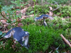 Entoloma medianox