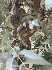 Eucalyptus cinerea