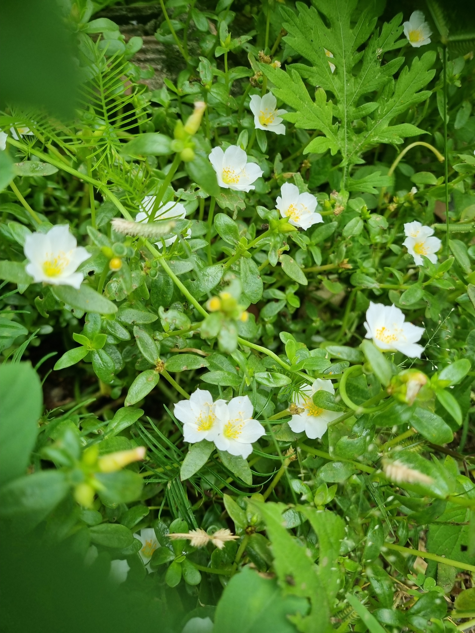 Portulaca umbraticola