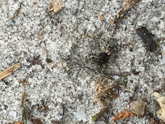 Arctosa perita