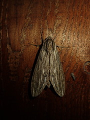 Sphinx canadensis
