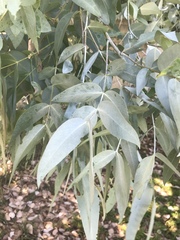 Eucalyptus cinerea