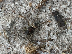 Arctosa perita