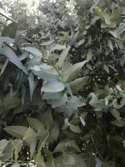 Eucalyptus cinerea