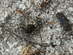 Arctosa perita