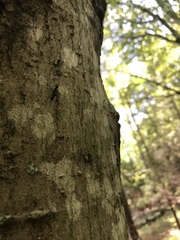 Ampulex canaliculata