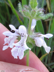 Stachys bolusii