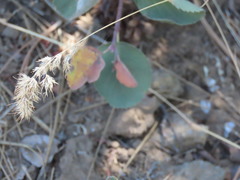 Poa bulbosa vivipara