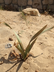 Pancratium maritimum