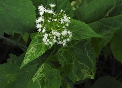 Liriomyza eupatoriella