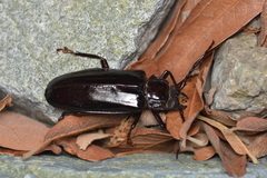 Mallodon dasystomus