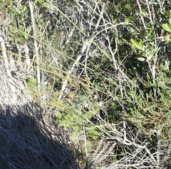 Jamesbrittenia argentea