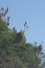 Aloe pluridens