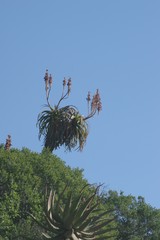 Aloe pluridens
