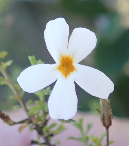 Image of Jamesbrittenia argentea by (c) Nicola van Berkel, some rights reserved (CC BY-SA)