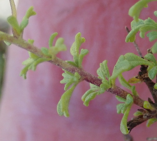 Image of Jamesbrittenia argentea by (c) Nicola van Berkel, some rights reserved (CC BY-SA)