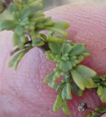 Jamesbrittenia argentea