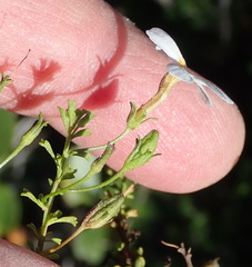 Jamesbrittenia argentea