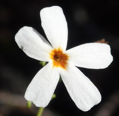 Jamesbrittenia argentea