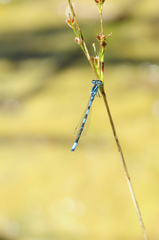 Coenagrion scitulum