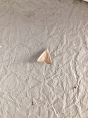 Macrochilo absorptalis