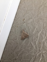 Macrochilo absorptalis