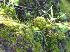 Tortella humilis
