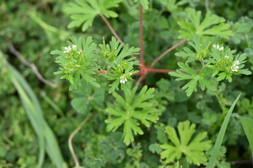Image of Geranium texanum by no rights reserved