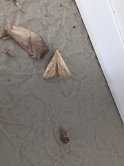 Macrochilo absorptalis