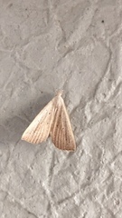 Macrochilo absorptalis